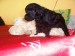 Wesley 2